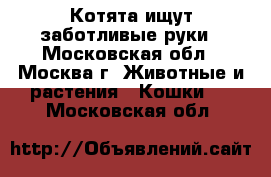 Котята ищут заботливые руки - Московская обл., Москва г. Животные и растения » Кошки   . Московская обл.